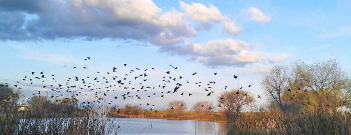 Birds flying over a lake